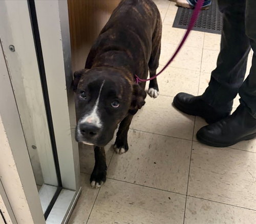 A374206, an adoptable Boxer in Stockton, CA