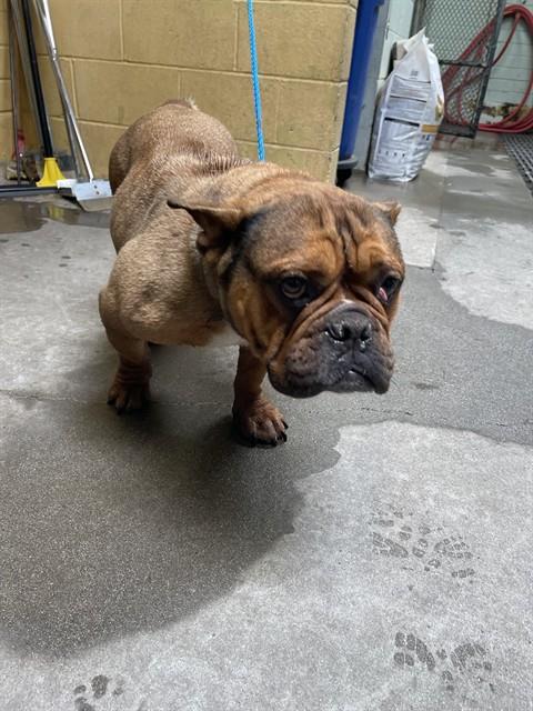 CHACA, an adoptable French Bulldog in Stockton, CA
