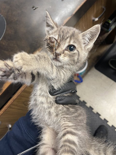 SKITTLES, an adoptable Domestic Short Hair in Stockton, CA