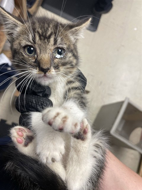 OLIVER, Baby Domestic Long Hair (medium coat), cat for adoption in Brentwood, California