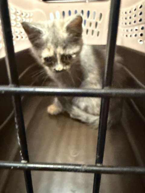 MISSY, Baby Domestic Short Hair (medium coat), cat for adoption in Brentwood, California