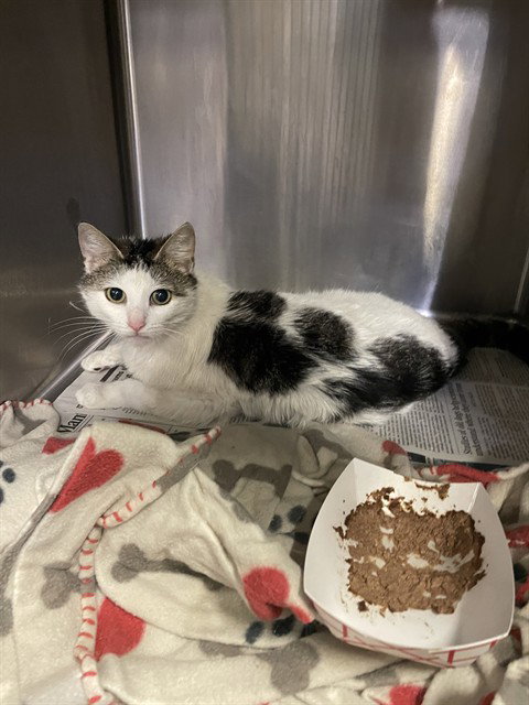 MEOW-DONNA, Adult Domestic Short Hair (medium coat), cat for adoption in Brentwood, California