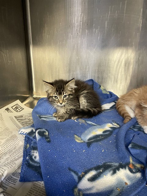 ANASTASIA, Baby Domestic Medium Hair (medium coat), cat for adoption in Brentwood, California