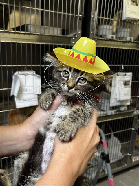LUCKY, an adoptable Domestic Medium Hair in Stockton, CA