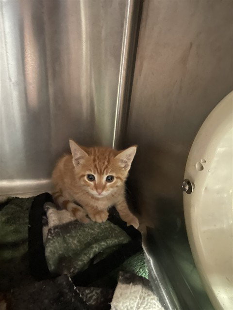 JAMESON, Baby Domestic Short Hair (medium coat), cat for adoption in Brentwood, California