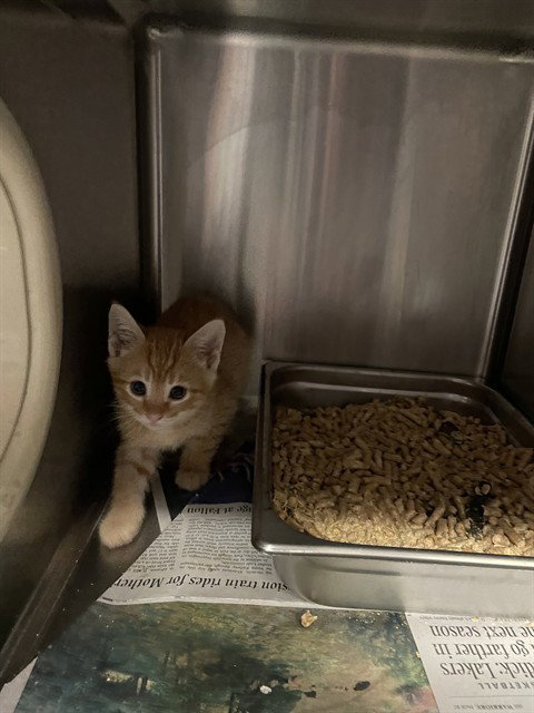 JESSIE, Baby Domestic Short Hair (medium coat), cat for adoption in Brentwood, California