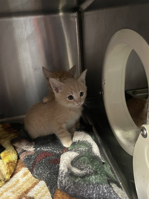 JORDY, Baby Domestic Short Hair (medium coat), cat for adoption in Brentwood, California