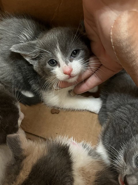 LACY, Baby Domestic Short Hair (medium coat), cat for adoption in Brentwood, California