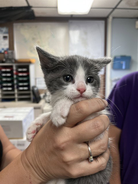 LAYLA, Baby Domestic Short Hair (medium coat), cat for adoption in Brentwood, California