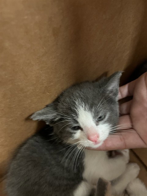 LUCY, Baby Domestic Short Hair (medium coat), cat for adoption in Brentwood, California