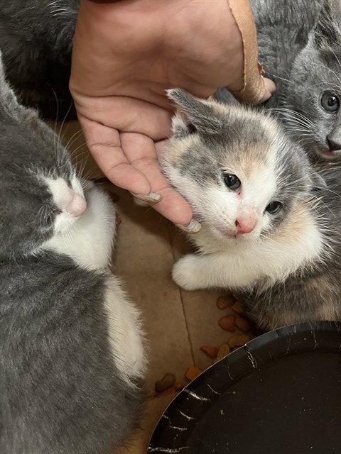 LAURA, Baby Domestic Short Hair (medium coat), cat for adoption in Brentwood, California