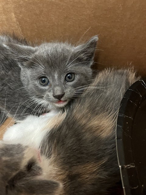 LESILE, Baby Domestic Short Hair (medium coat), cat for adoption in Brentwood, California