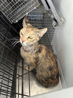 CATALINA, Adult Domestic Short Hair (medium coat), cat for adoption in Brentwood, California
