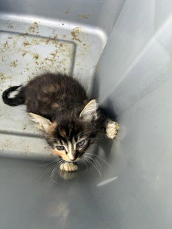 ABBY, Baby Domestic Short Hair (medium coat), cat for adoption in Brentwood, California