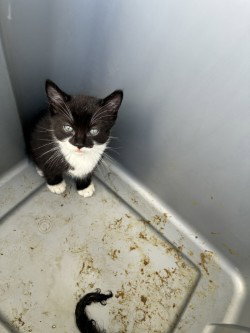FELIX, Baby Domestic Short Hair (medium coat), cat for adoption in Brentwood, California