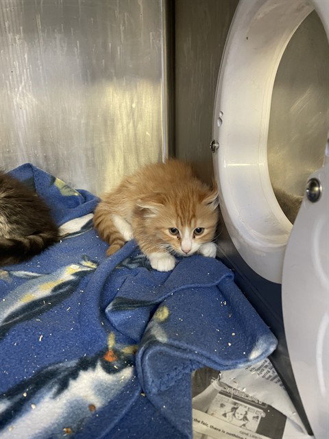 ANDY, Baby Domestic Medium Hair (medium coat), cat for adoption in Brentwood, California
