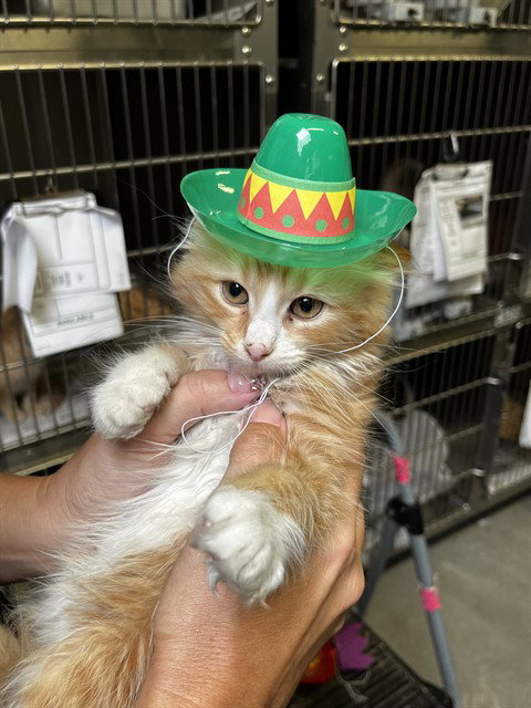 NED, Baby Domestic Medium Hair (medium coat), cat for adoption in Pittsburg, California