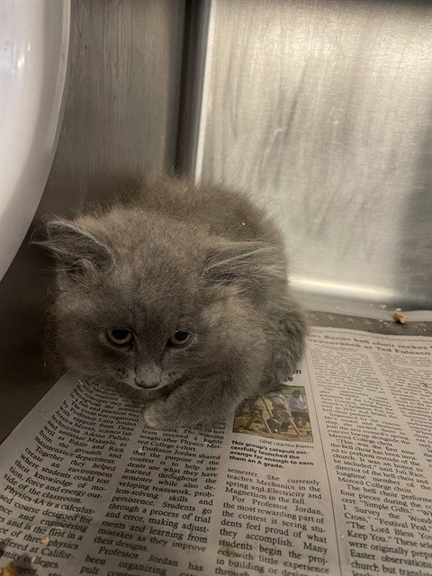 ALICIA, Baby Domestic Medium Hair (medium coat), cat for adoption in Brentwood, California