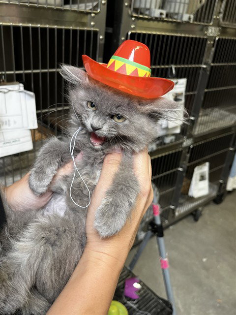 DUSTY, Baby Domestic Medium Hair (medium coat), cat for adoption in Pittsburg, California