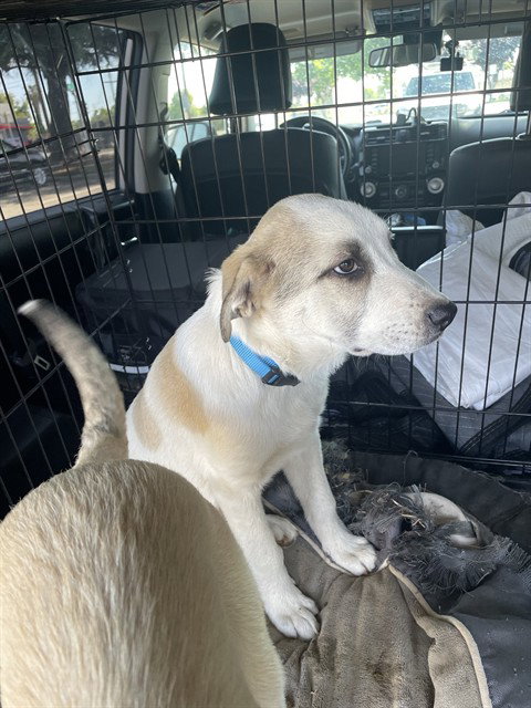 A376008