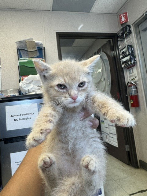 JOEY, Baby Domestic Short Hair (medium coat), cat for adoption in Brentwood, California