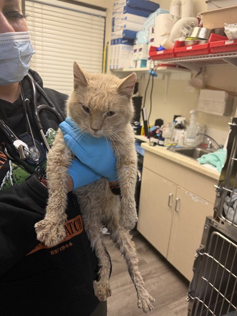 KAREN, Adult Domestic Short Hair (medium coat), cat for adoption in Brentwood, California