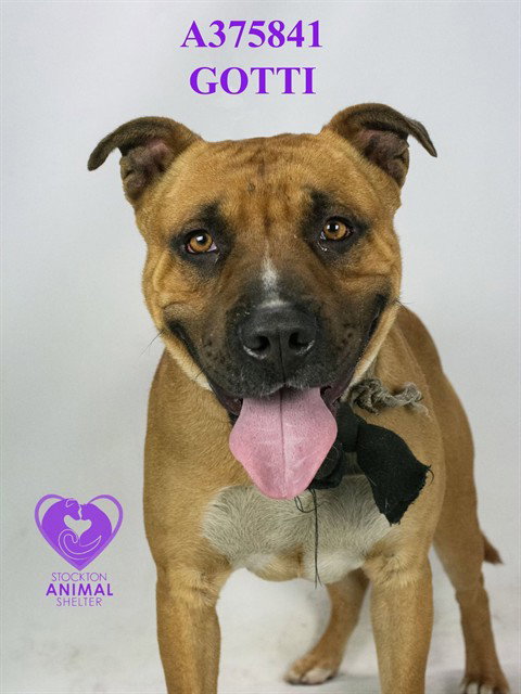 GOTTI, an adoptable American Bulldog in Stockton, CA