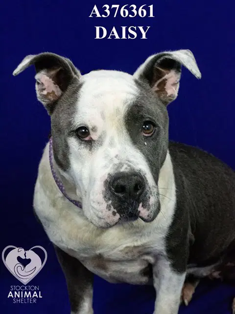 Daisy - Pit Bull Terrier