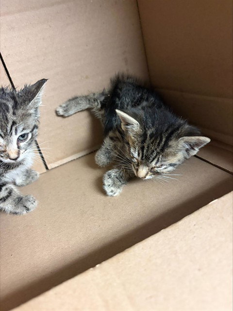 ALEXA, Baby Domestic Short Hair (medium coat), cat for adoption in Brentwood, California