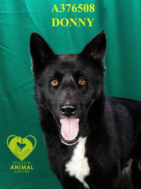 DONNY, an adoptable Australian Kelpie in Stockton, CA