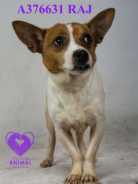 RAJ, an adoptable Chihuahua in Stockton, CA