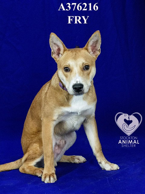 FRY, an adoptable Terrier in Stockton, CA