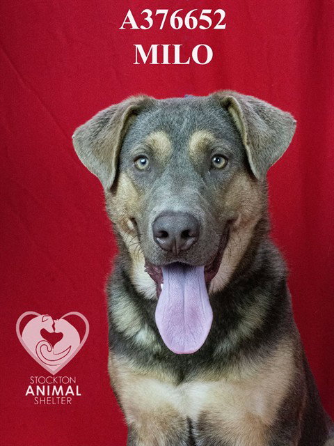 MILO
