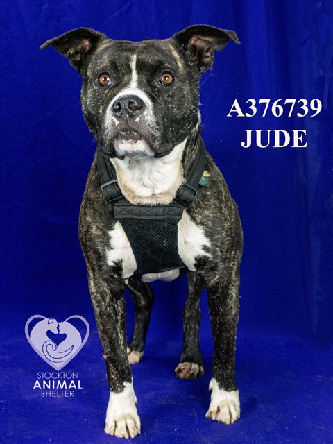 JUDE