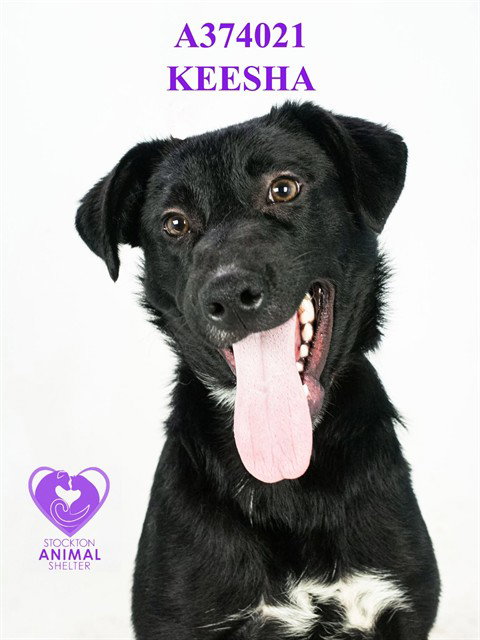 KEESHA