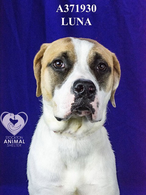 LUNA, an adoptable Saint Bernard in Stockton, CA