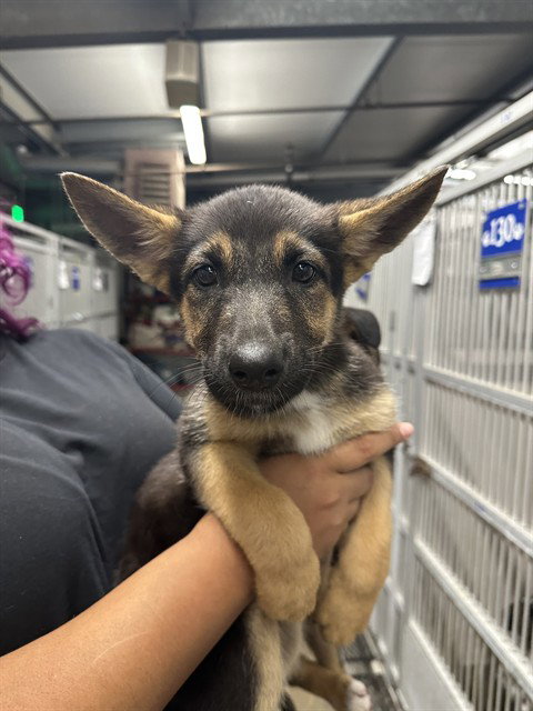 CHIQUITA