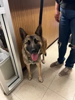Cassie - German Shepherd Dog
