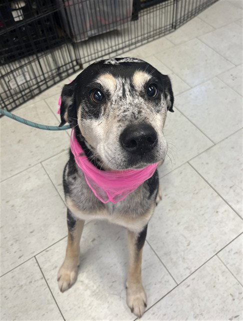 ANNABETH, an adoptable Catahoula Leopard Dog in Stockton, CA