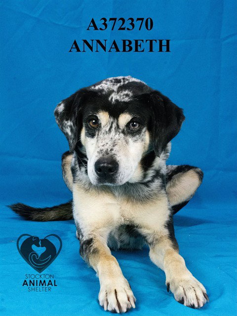ANNABETH, an adoptable Catahoula Leopard Dog in Stockton, CA
