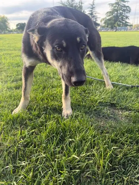 Unknown - German Shepherd Dog