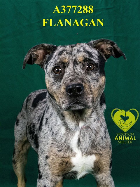 FLANAGAN, an adoptable Catahoula Leopard Dog in Stockton, CA