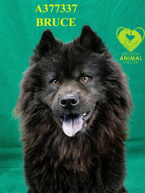BRUCE, an adoptable Chow Chow in Stockton, CA