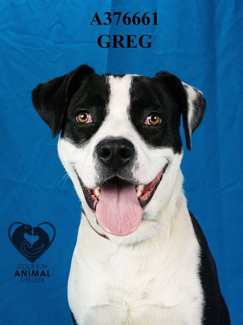 GREG, an adoptable Pit Bull Terrier in Stockton, CA