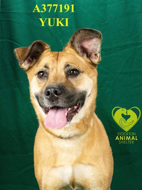 YUKI, an adoptable Black Mouth Cur in Stockton, CA