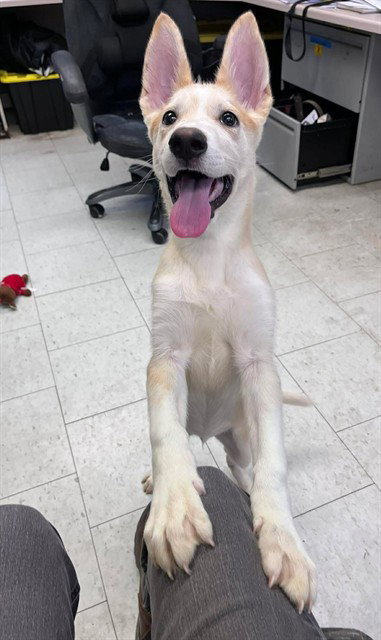 CLIFFIE, an adoptable German Shepherd Dog in Stockton, CA