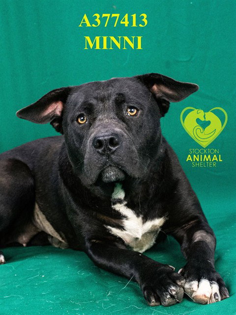 MINNIE, an adoptable Pit Bull Terrier in Stockton, CA