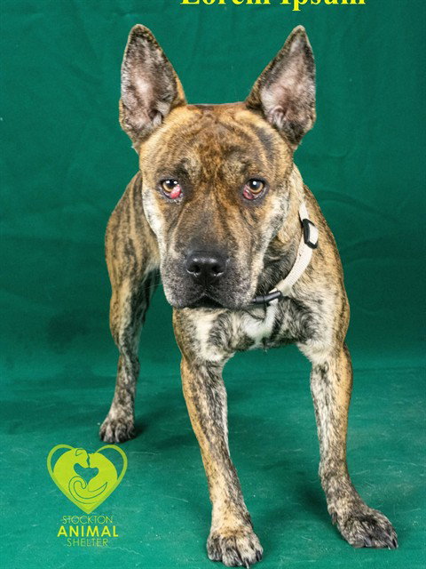 PRIMROSE, an adoptable Dutch Shepherd in Stockton, CA