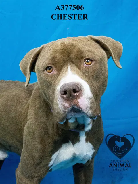 Chester - Pit Bull Terrier