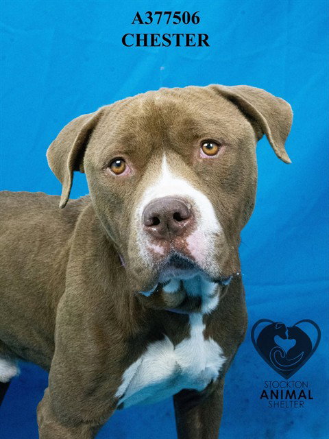 CHESTER, an adoptable Pit Bull Terrier in Stockton, CA